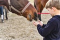 A little boy feeds horses with hay from his hands Royalty Free Stock Photo