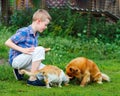 Little boy feeds the stray cat and red-haired homeless dog