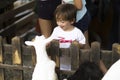 Little Boy feeds white goat Royalty Free Stock Photo