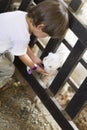 Little Boy feeds white goat Royalty Free Stock Photo