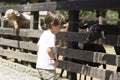 Little Boy feeds white goat Royalty Free Stock Photo