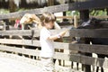 Little Boy feeds white goat Royalty Free Stock Photo