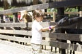 Little Boy feeds white goat Royalty Free Stock Photo