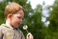 Little boy in the field of dandelions Royalty Free Stock Photo