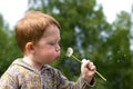 Little boy in the field of dandelions Royalty Free Stock Photo