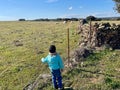 Little boy is in the field next to a fence looking at the cows Royalty Free Stock Photo