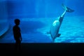 Little boy in front of a dolphin