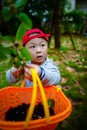 Little boy gathering harvest mulberry berries Royalty Free Stock Photo