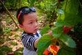 Little boy gathering harvest mulberry berries Royalty Free Stock Photo