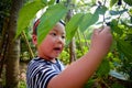 Little boy gathering harvest mulberry berries Royalty Free Stock Photo