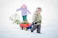 Little boy carries a Christmas tree with red wagon. the child chooses a Christmas tree. Royalty Free Stock Photo