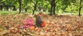 Little boy and girl play with autumn leaves in nature Royalty Free Stock Photo