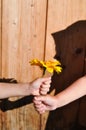 A little boy gives a yellow flower to a little girl against a wooden wall and a shadow from the girl, tenderness and feelings