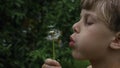 A little boy in a glade.Creative.A small child with brown hair who sits in the green grass and blows on a big white Royalty Free Stock Photo