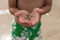 Little boy hand holding hermit crab in shell on the beach Royalty Free Stock Photo
