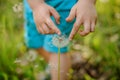 Little boy hands touching a dandelion on the background og grass Royalty Free Stock Photo