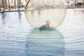 Little boy have fun inside big plastic balloon on the water of swimming pool on the summer resort. Kid inside big inflatable Royalty Free Stock Photo