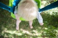 A little boy having fun playing on a swing under a tree in a garden Royalty Free Stock Photo