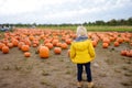 Little boy having fun on a tour of a pumpkin farm at autumn. Child standing on field of a giant pumpkins