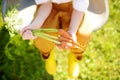 Little boy having fun in wheelbarrow in domestic garden on warm sunny day. Child hold bunch of fresh carrots. View from above. Royalty Free Stock Photo