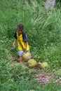 Little boy helping his father to gather coconuts. Little helper in the park.