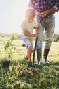 Boy helping to plant a tree Royalty Free Stock Photo