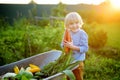 Happy little boy helps family to harvest of organic homegrown vegetables at backyard of farm. Child put on fresh carrot in