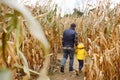 Little boy and his father having fun on pumpkin fair at autumn. Family walking among the dried corn stalks in a corn maze. Royalty Free Stock Photo