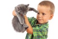 Little boy holding a gray kitten