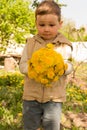 A little boy is holding a large bouquet of yellow dandelions, shy, grimacing, a gift to his mother Royalty Free Stock Photo