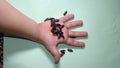 Little boy holding Mealworms, reptile live food. stages of a mealworm, adult