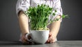 Little boy holding a pot of microgreens sprouts, Little gardener at home. Sprouts of green peas. Super food Royalty Free Stock Photo