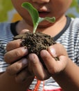 The little boy holding small seedling