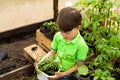 A little boy holds a flowerpot with tomato seedlings Royalty Free Stock Photo