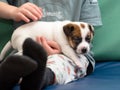 Little boy hugging a jack russel terrier puppy. He`s holding the dog on his hands. Royalty Free Stock Photo