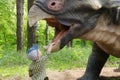 Little boy interacts with dinosaur model Triceratops