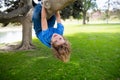 Little boy kid on a tree branch. Child climbs a tree. Royalty Free Stock Photo
