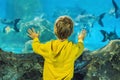 Little boy, kid watching the shoal of fish swimming in oceanarium, children enjoying underwater life in Aquarium Royalty Free Stock Photo