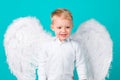 Little boy kid with wings dressed like an angel, isolated.