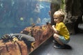 A little boy is kneeling in front of a fish tank - large aquarium Royalty Free Stock Photo