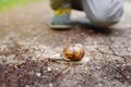 Little boy looking on big snail during hike in forest Royalty Free Stock Photo