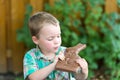 Little Boy Looking at a Chocolate Bunny in his Hands Royalty Free Stock Photo