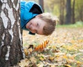 Little boy looks out of birch, fall, park Royalty Free Stock Photo