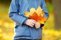 Little boy with maple leaves in autumn park. Preschooler child during stroll in fall forest. Autumn outdoor activity for family Royalty Free Stock Photo