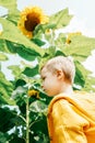 Little boy near big sunflowers in garden. Royalty Free Stock Photo