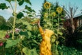 Little boy near big sunflowers in garden. Royalty Free Stock Photo