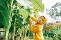 Little boy near big sunflowers in garden. Royalty Free Stock Photo