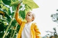 Little boy near big sunflowers in garden. Royalty Free Stock Photo