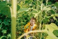 Little boy near big sunflowers in garden. Royalty Free Stock Photo