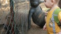 A little boy with parents feeding a rabbit with green grass in a zoo. Several beasts eat.